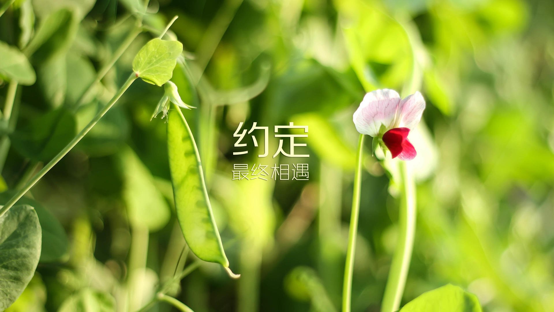 _篮网全队发力，继续领跑联盟_，篮网队伍