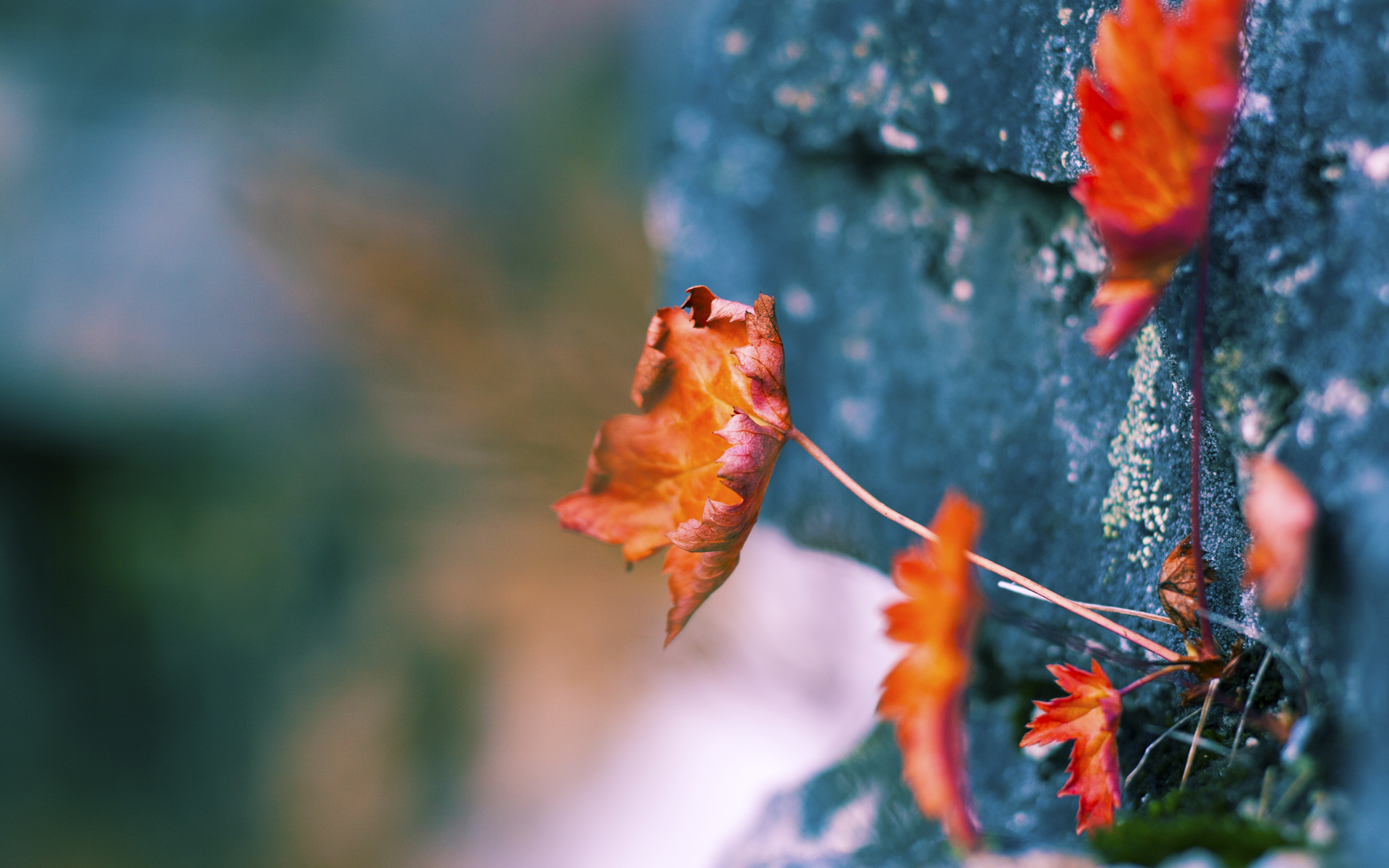 战术应用:北京队利用快速反击获胜,战术成功!,北京以44-40击败对手